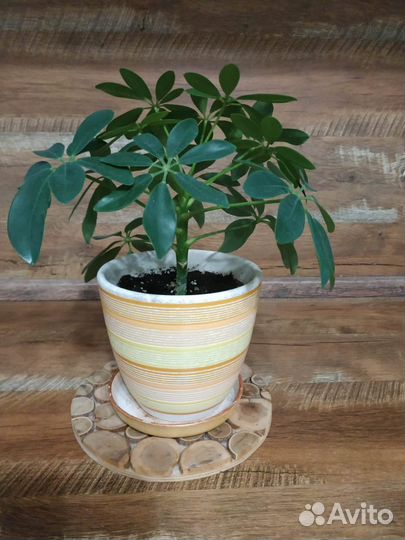 Комнатные цветы Шеффлера с горшком