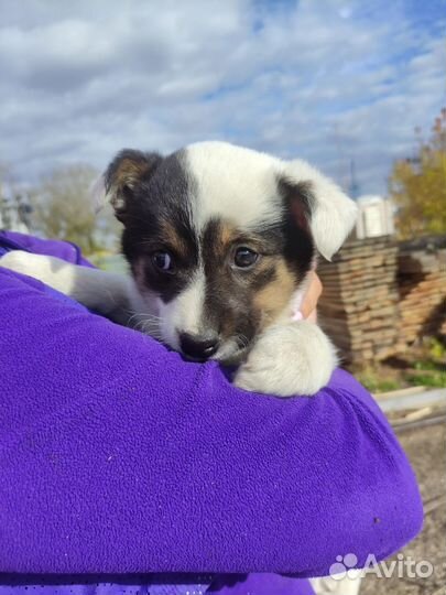 Щенки в добрые руки