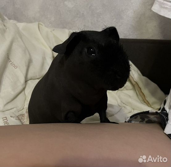 Вязка морская свинка Скинни