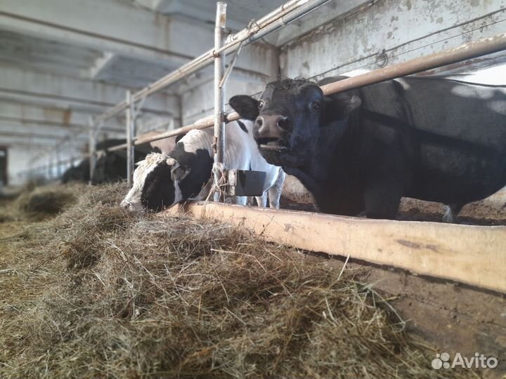 Быки на мясо