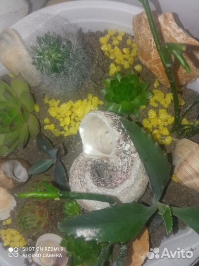 Кактусы, флоририумы, сансевиерия, толстянка