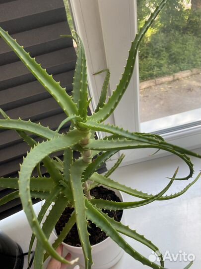 Алоэ древовидное лечебное