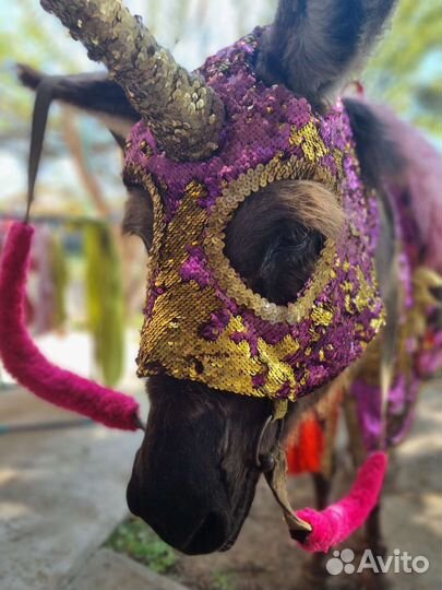 Продаю ослицу