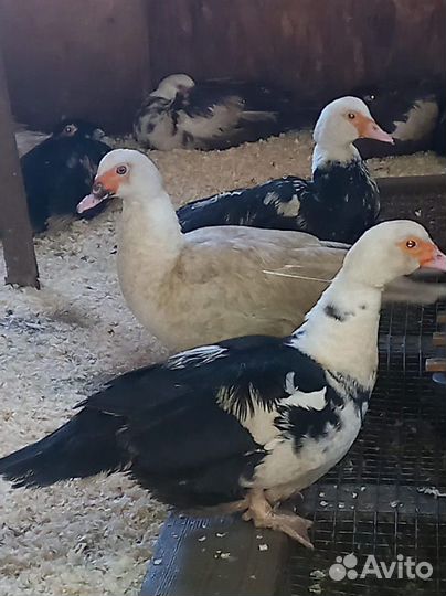 Утки, индоутки мускусные