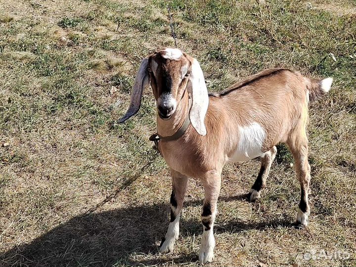 Нубийские козлята коза