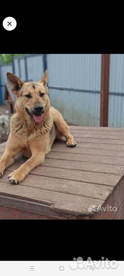 Друг или компаньон