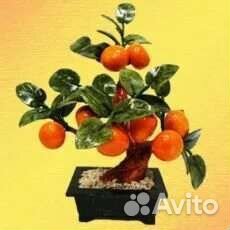 Мандариновое дерево, 8 и 12 плодов