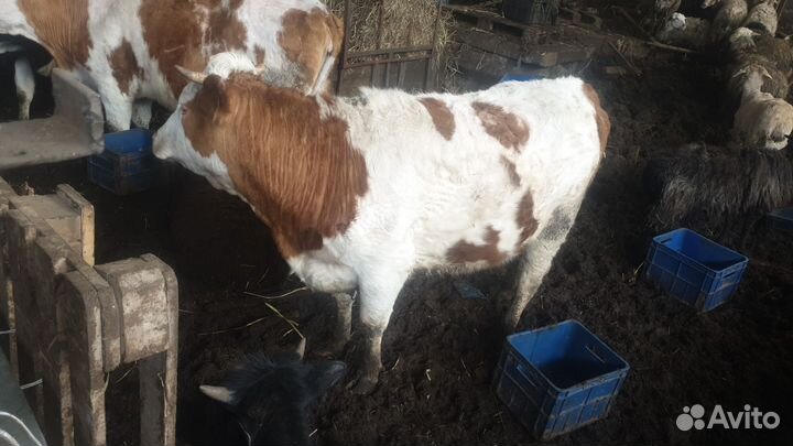 Корова с теленком нетеля