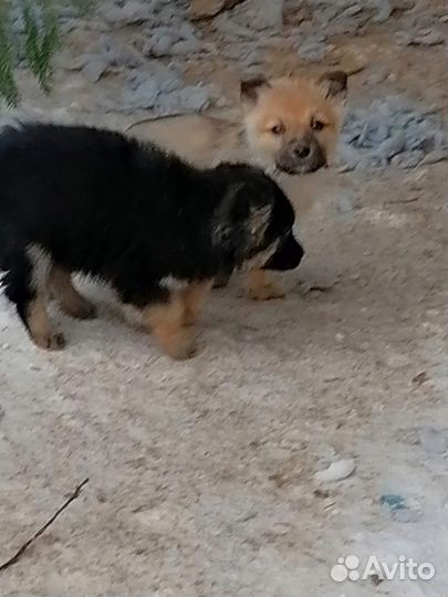 Щенки в добрые руки