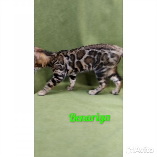 Бенгальская