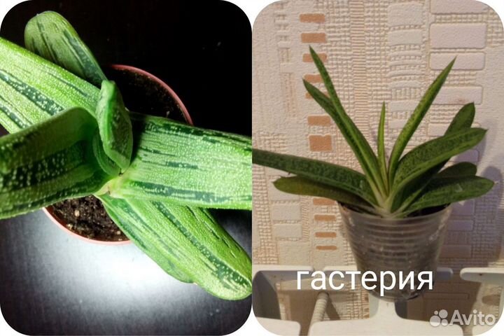 Продам комнатные растения