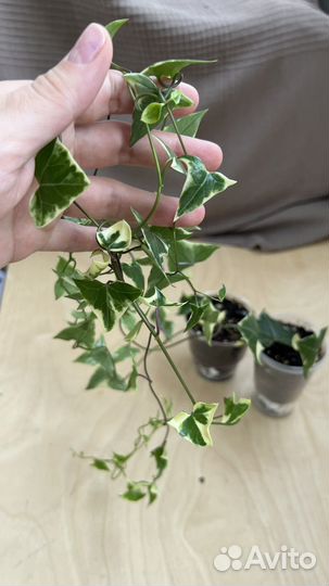 Крестовник крупноязычковый