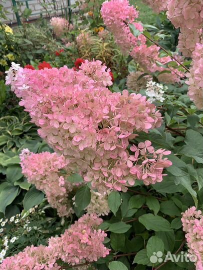 Гортензия метельчатая саженцы
