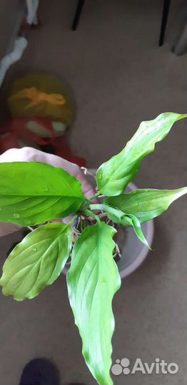 Спацифилум