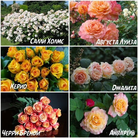 Розы саженцы