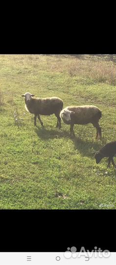 Овцы