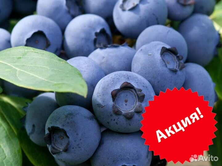 Голубика сорт Аврора