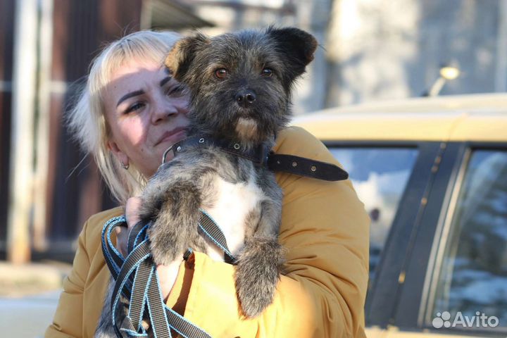 Керн терьер