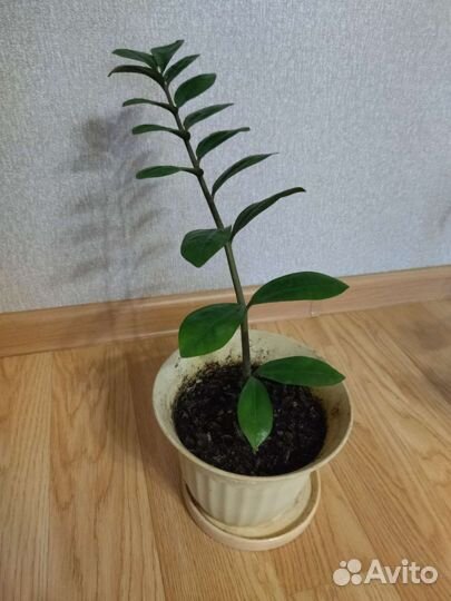 Фикус бенджамина, замиокулькас(долларовое дерево)