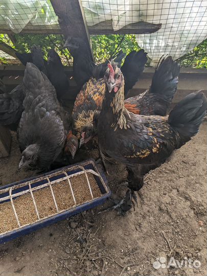 Породистые куры