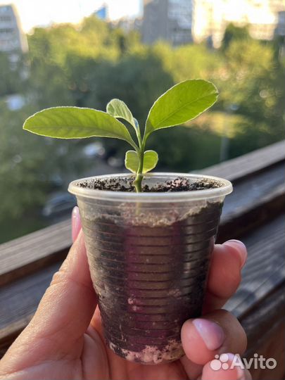 Цитрус Рука Будды вариегантный