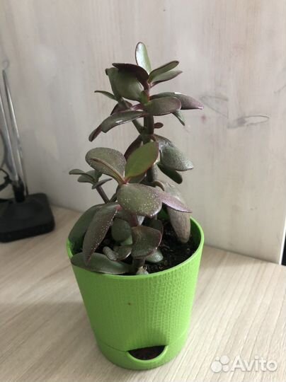 Денежное дерево толстянка