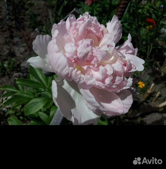 Букет цветов пионы