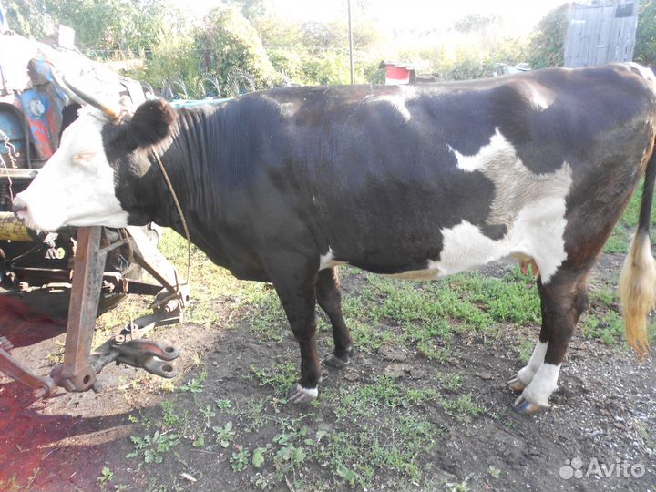 Корова. ночка