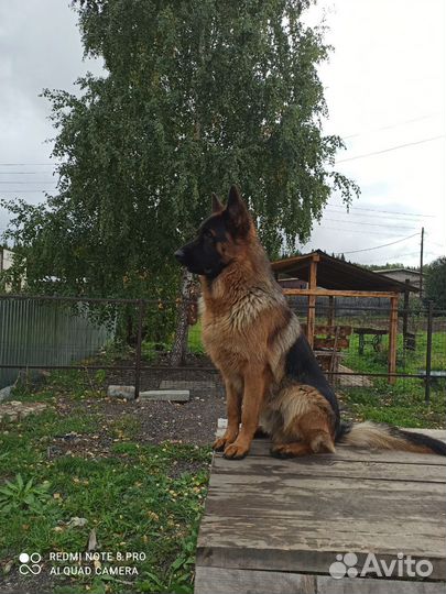 Немецкая овчарка вязка кобель
