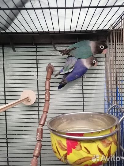 Попугай неразлучники