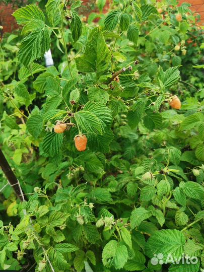 Ремонтантная малина оранжевое чудо