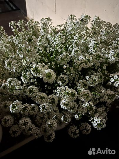 Цветыразые