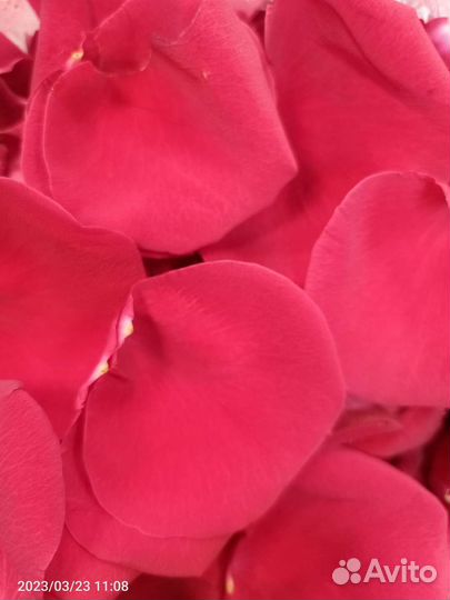 Лепестки роз