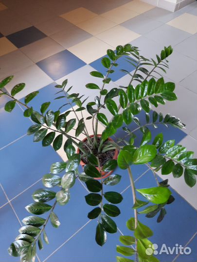 Замиокулькас