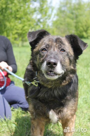 Подари счастливую жизнь собаке, Балин