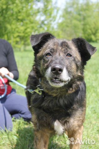 Подари счастливую жизнь собаке, Балин