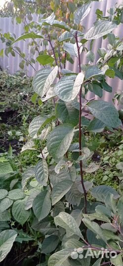 Саженцы садовых кустарников