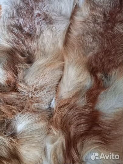 Мех лиса, шкурка