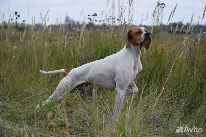 Продам собак породы Английский пойнтер