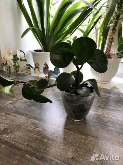 Аглаонема,спатифилиум,пеперомиял