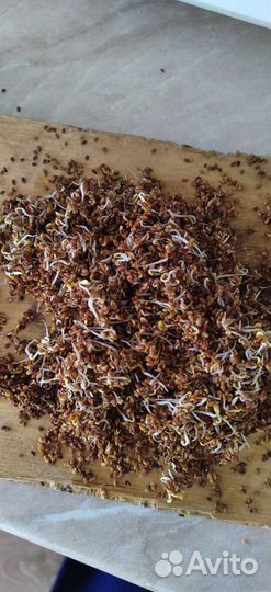 Продаю семена люцерны