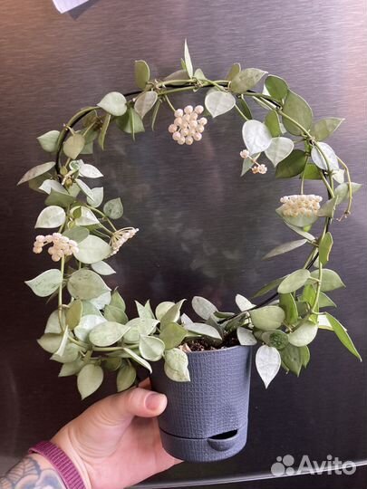 Хойя лакуноза эскимо сильвер