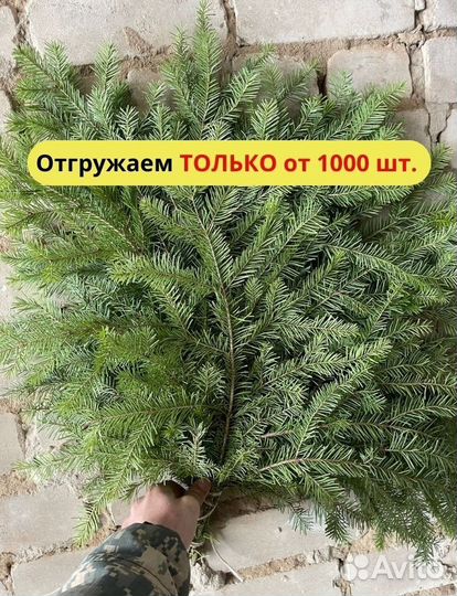 Пихтовый веник опт