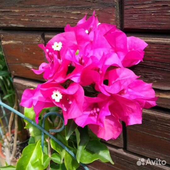 Бугенвиллия Vera Deep Purple. Комнатные растения