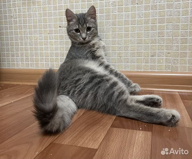 Кошечка Лиза ищет дом