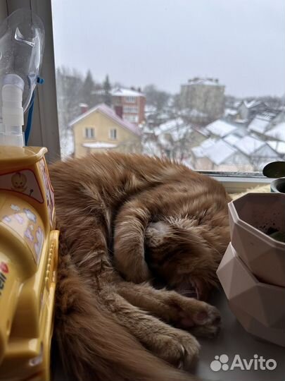 Мейн-кун вязка