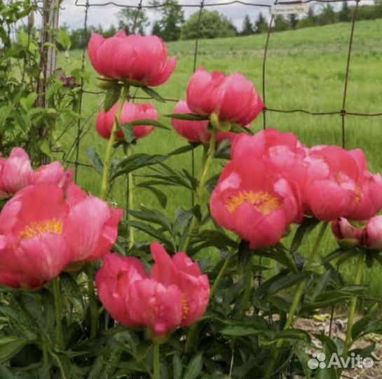 Пионы лекарственные