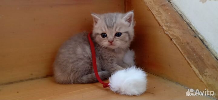 Шотландские вислоухие котята