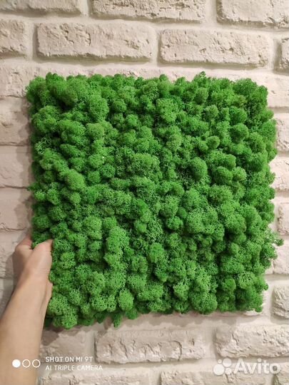 Мох стабилизированный оптом и в розницу