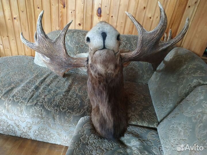 Чучело голова лося
